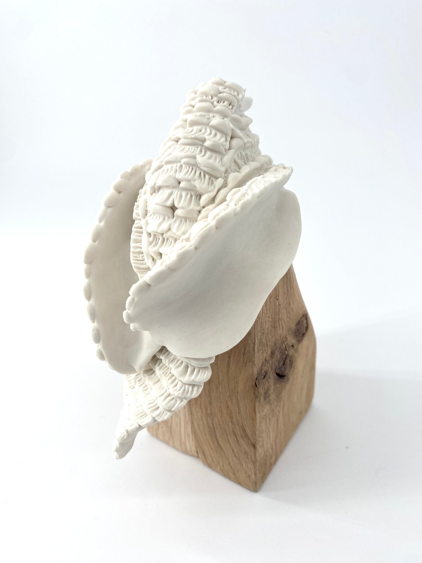 Colibri en porcelaine sur socle en bois- Collection Dentelle - Pièce unique - Sarang Porcelaine